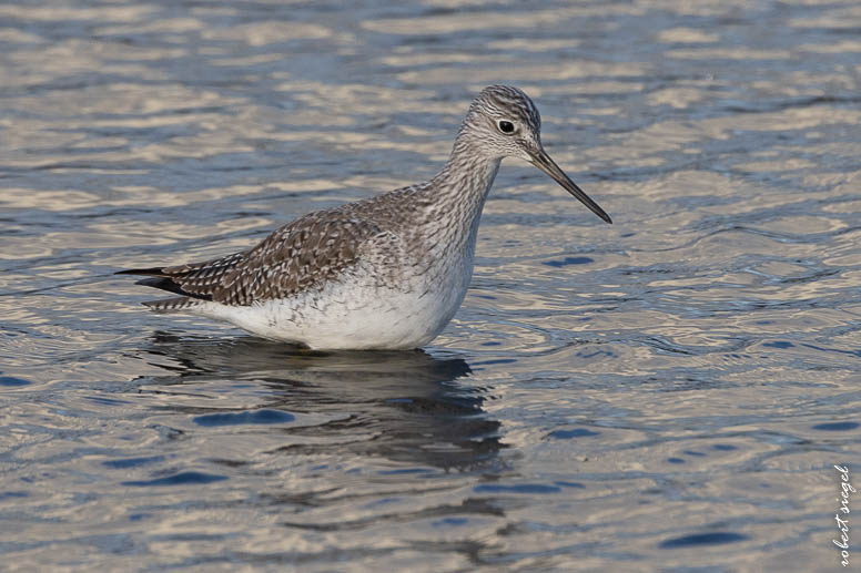 shoreline park